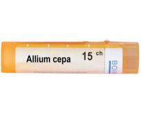 Allium cepa 15 ch