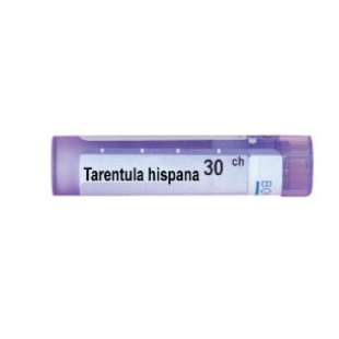 Tarentula hispana 30 ch