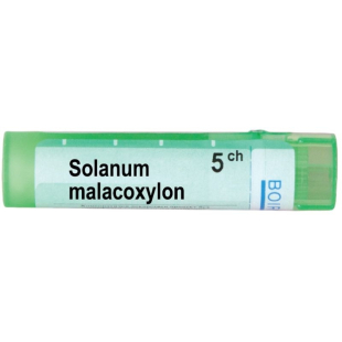 Solanum malacooxylon 5 ch
