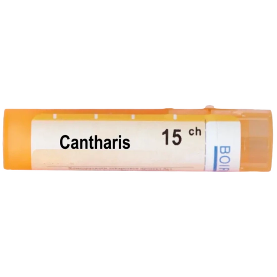 Cantharis 15 ch