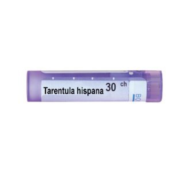 Tarentula hispana 30 ch