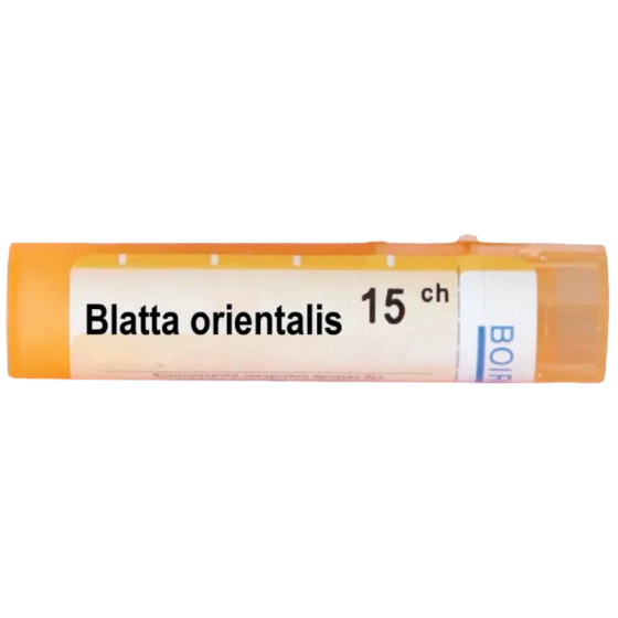 Blatta orientalis 15ch