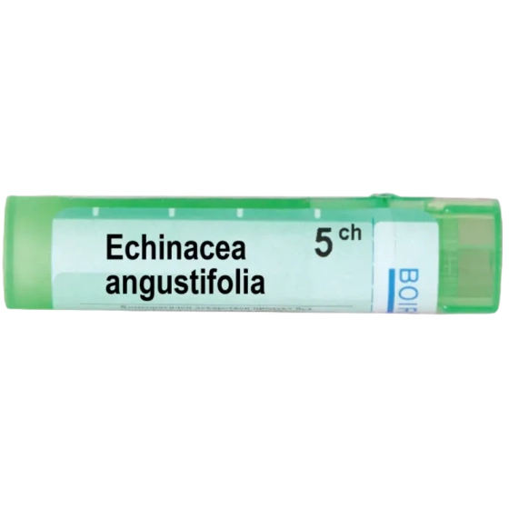 Echinacea angustifolia 5 ch