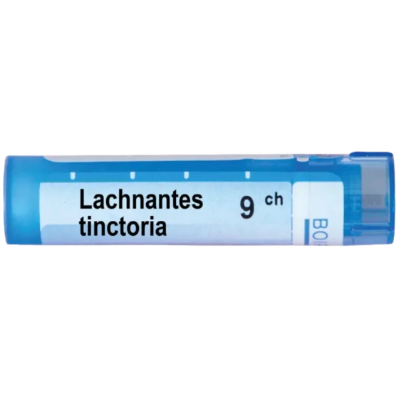 Lachnanthes tinctoria 9 ch