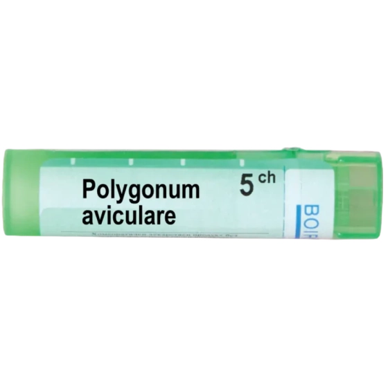 Polygonum aviculare 5 ch