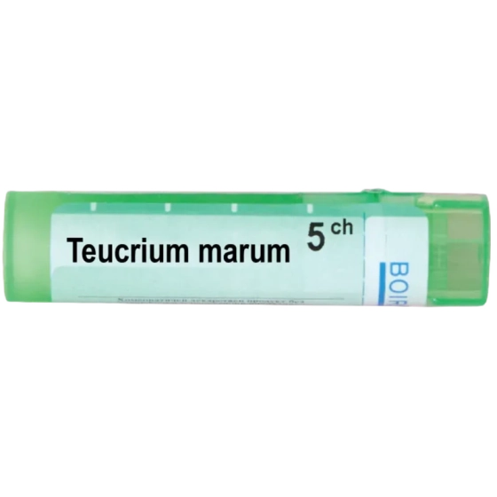 Teucrium marum 5 ch