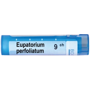 Eupatorium perfoliatum 9 ch