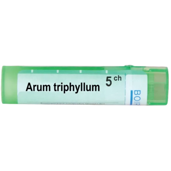 Arum triphyllum 5 ch