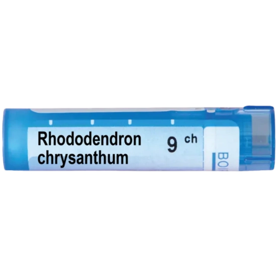 Rhododendron chrysanthum 9ch
