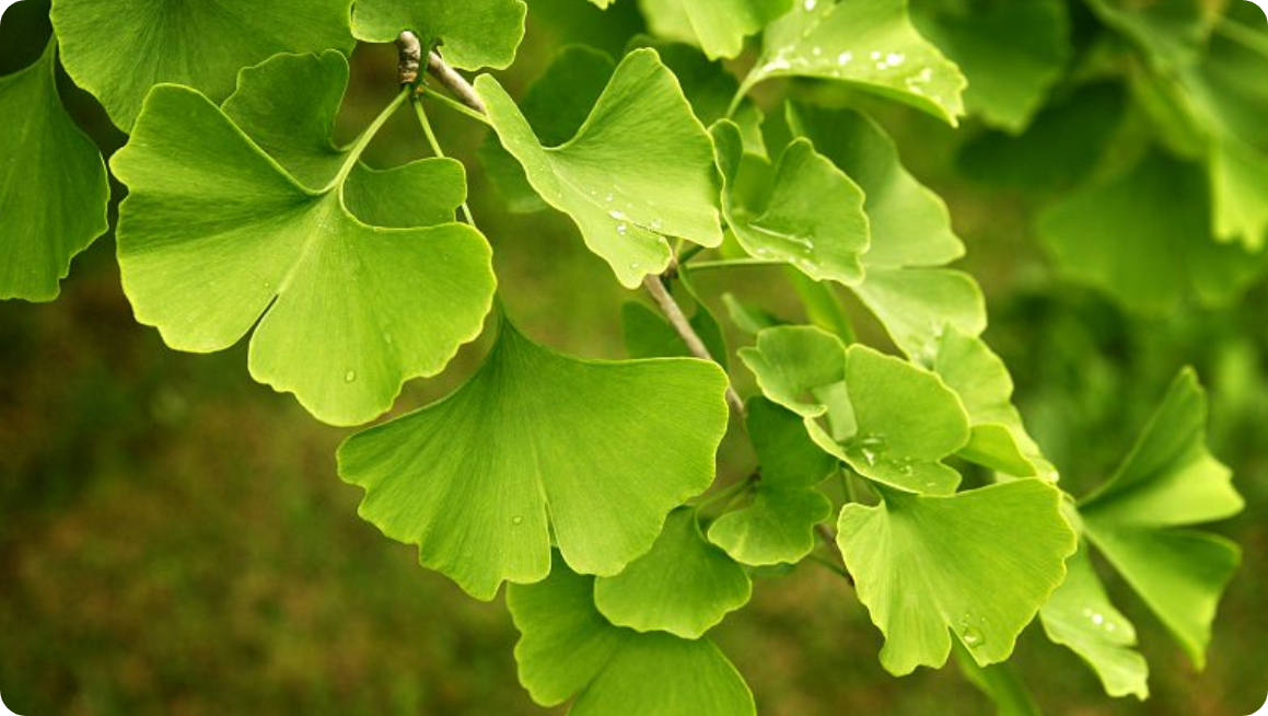 Природни средства за подсилване на паметта