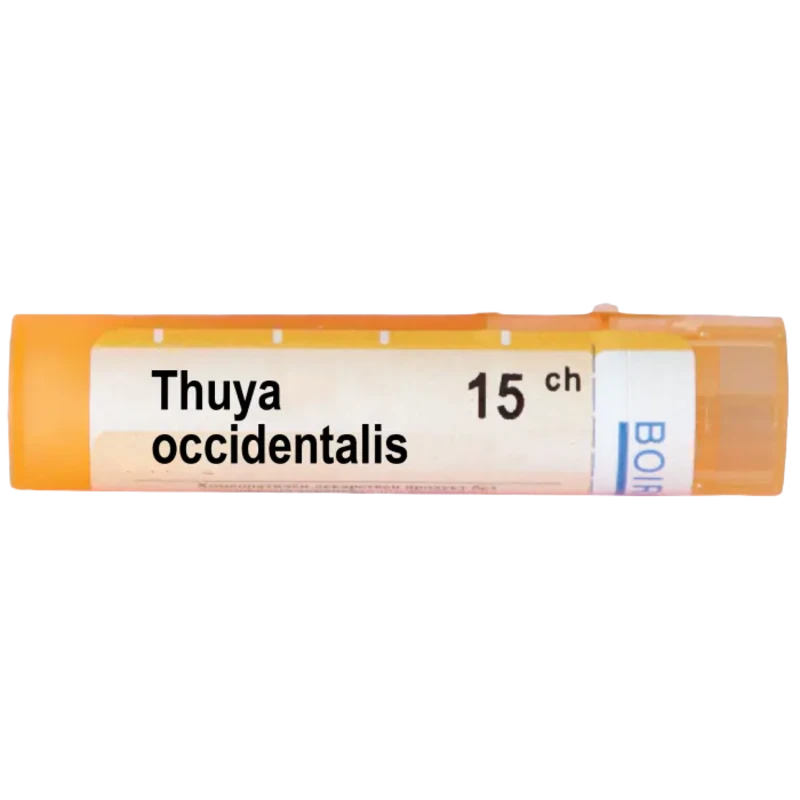 Thuya occidentalis 15 ch