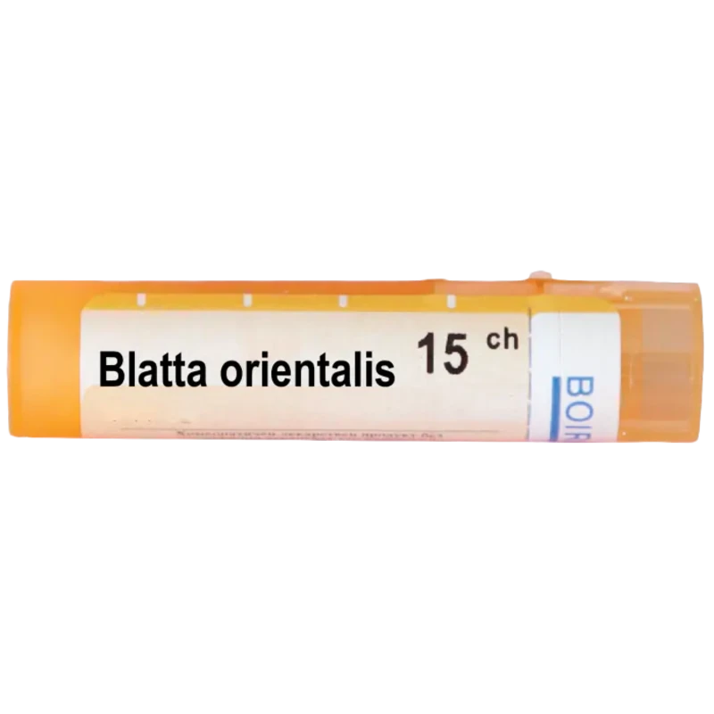 Blatta orientalis 15ch