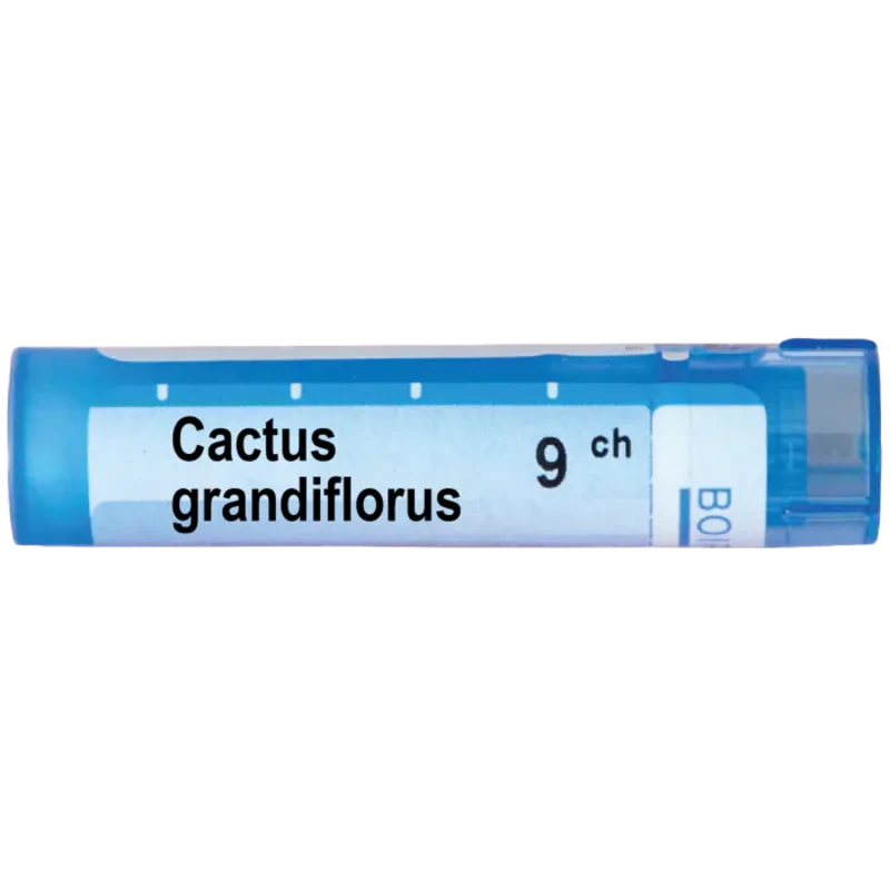 Cactus grandiflorus 9 ch