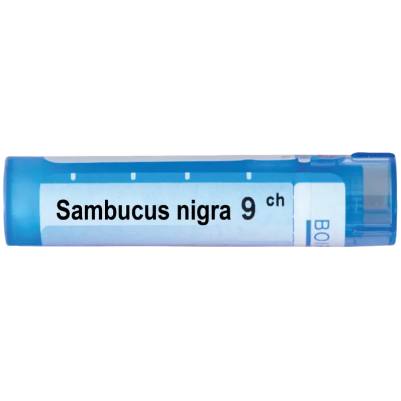 Sambucus nigra 9 ch